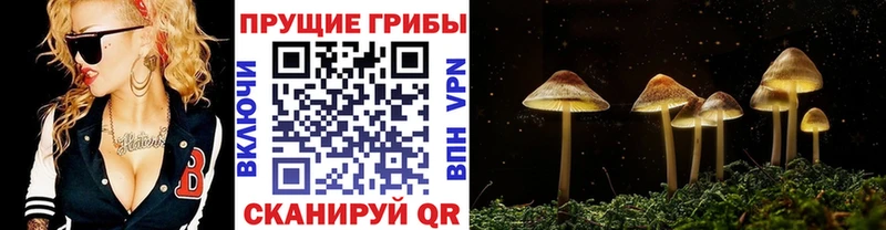 как найти   Жердевка  Галлюциногенные грибы мицелий 